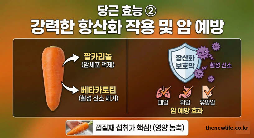 당근 효능 암 예방 메커니즘 - 팔카리놀과 베타카로틴이 활성 산소를 제거하여 폐암, 위암, 유방암을 억제하고 껍질째 섭취 시 영양이 농축됨