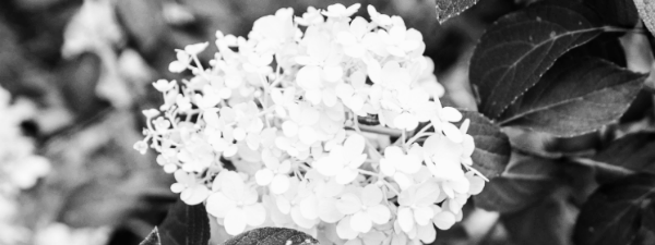 보보 수국 (Bobo Hydrangeas)