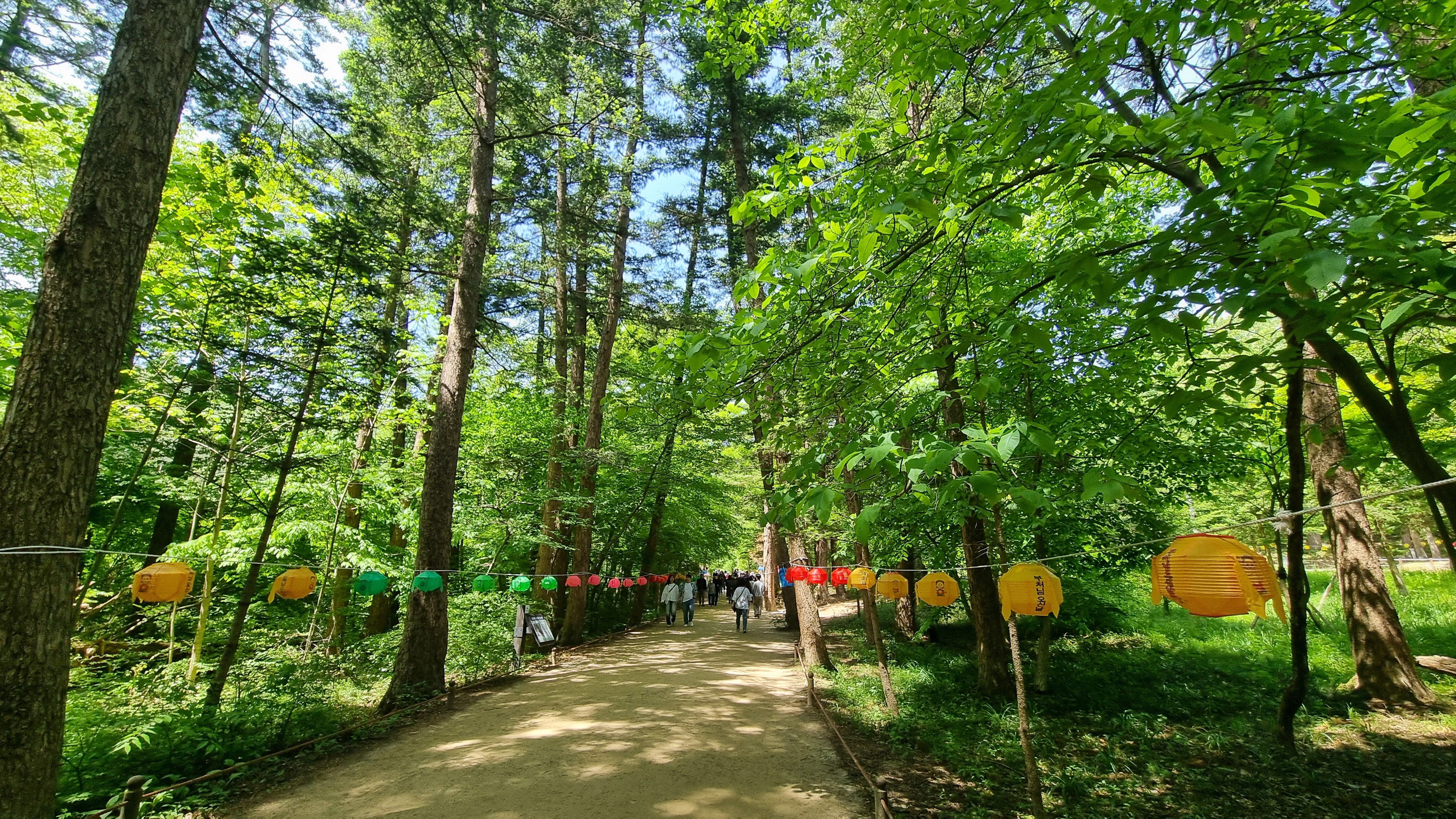 내소사전나무숲길