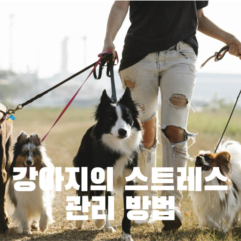 강아지의 스트레스 관리 방법