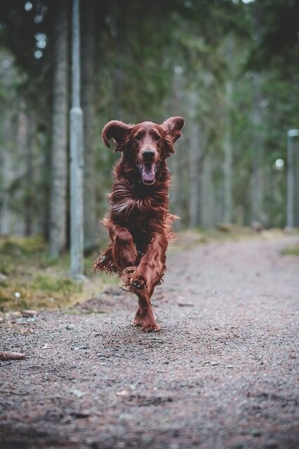 2025년 을사년 신년운세, 개띠(5) 정리정돈, 변화와 휴식 개띠.