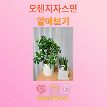 오렌지자스민 탐구