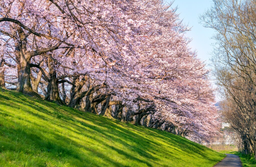 5. 홍천 남산 벚꽃길