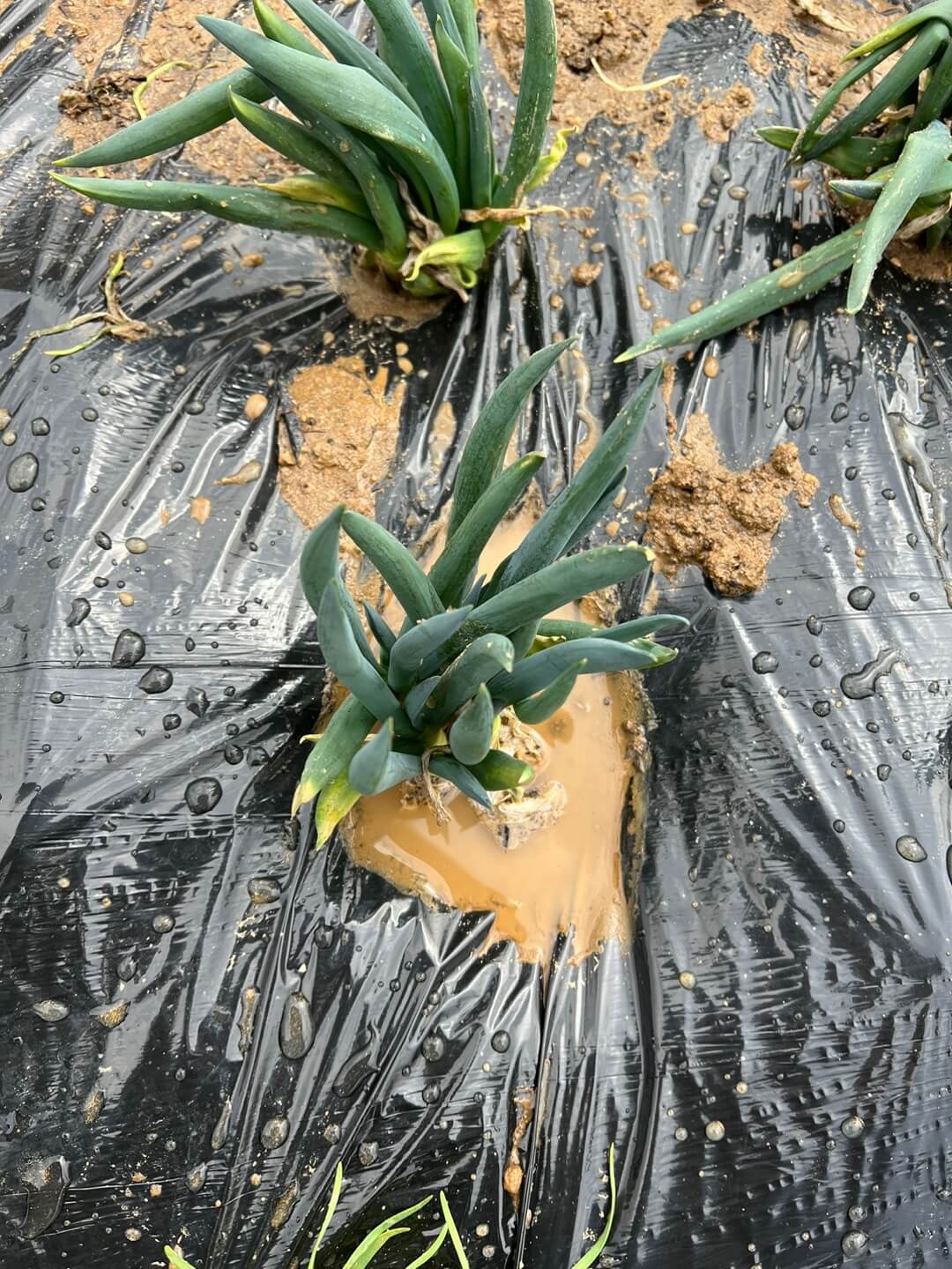 조선대파