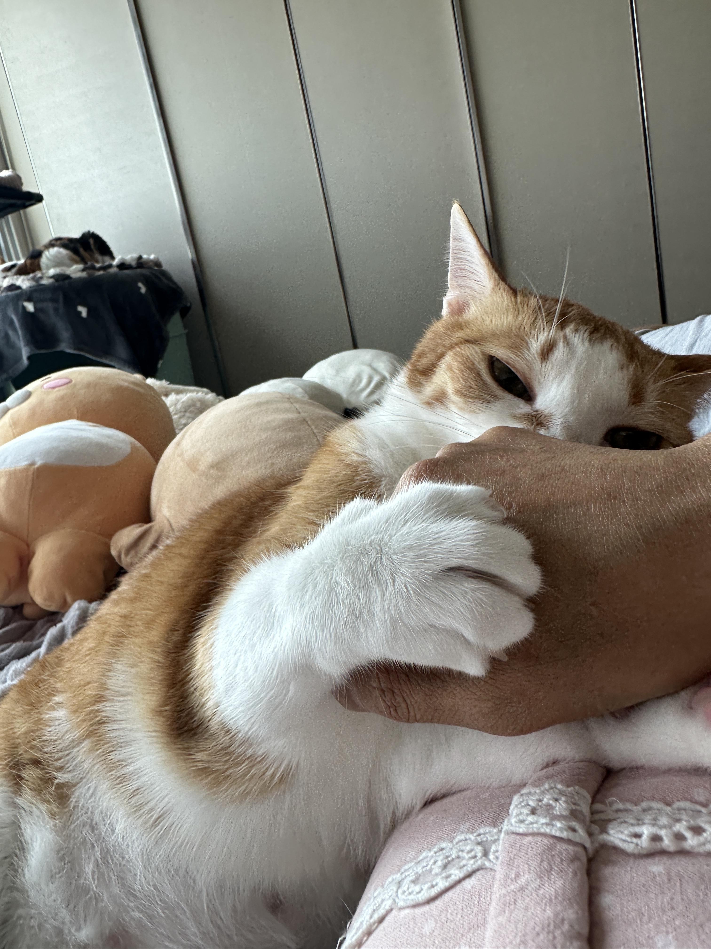 엄마_손을_움켜쥐고_물고_있는_호야_1