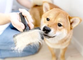 시바견/출처:어도비스톡