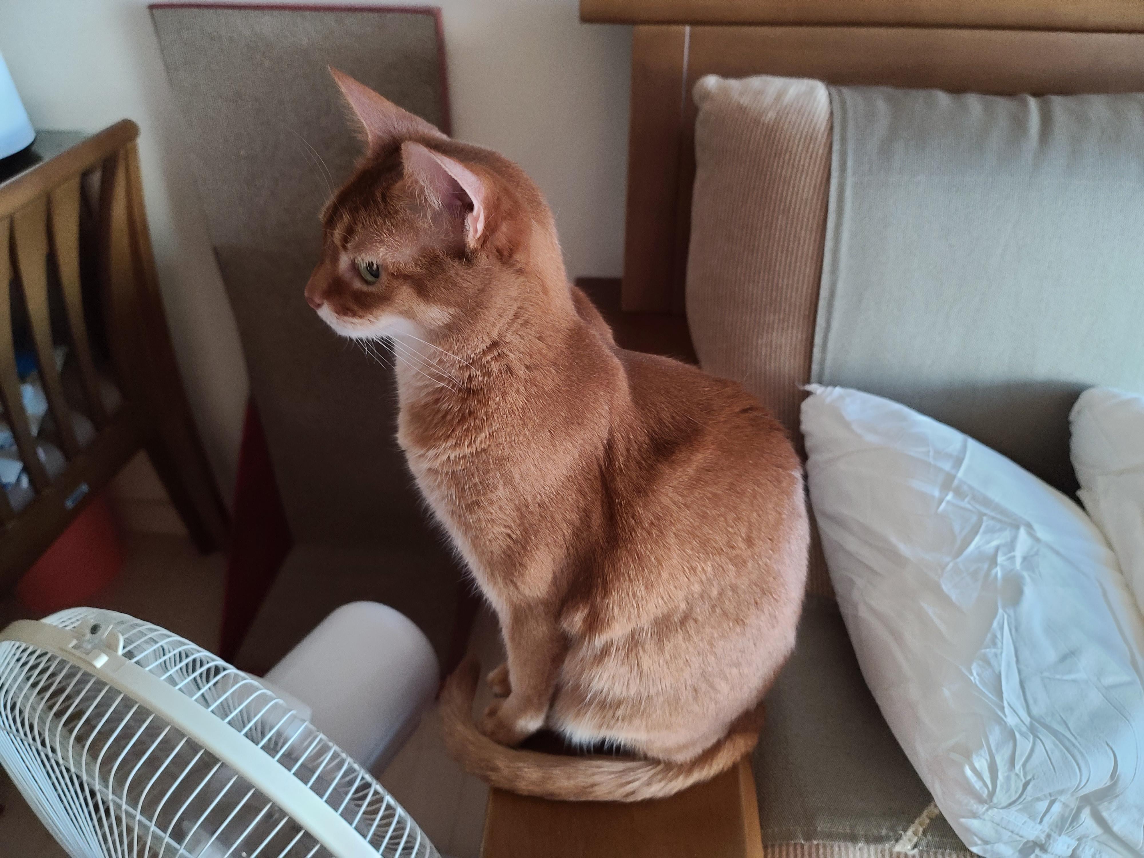 우리집 아홉냥이의 고양이 종류