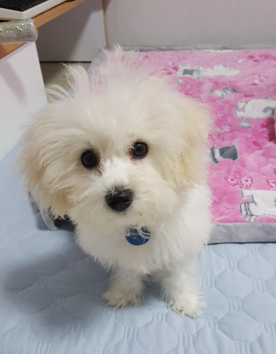 강아지 물 많이 마시는 이유, 갑자기 음수량이 늘었다면 확인할 것들