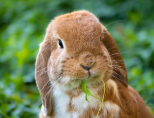 토끼띠 2025년 운세