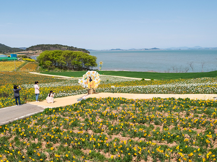 신안 선도 수선화축제 일정 주차 프로그램 총정리