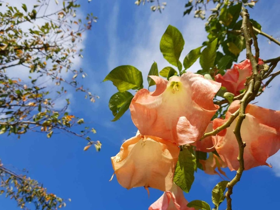 태안 가을 꽃박람회의 매력