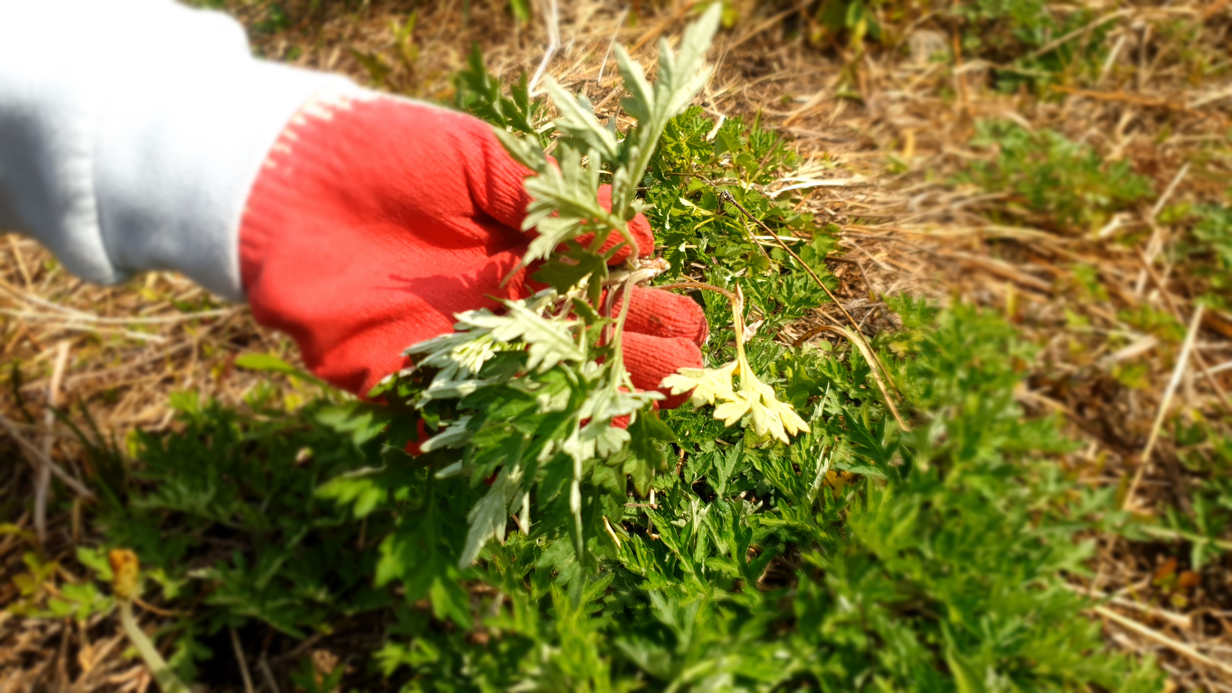 쑥을 채집 하는 방법 관련 이미지