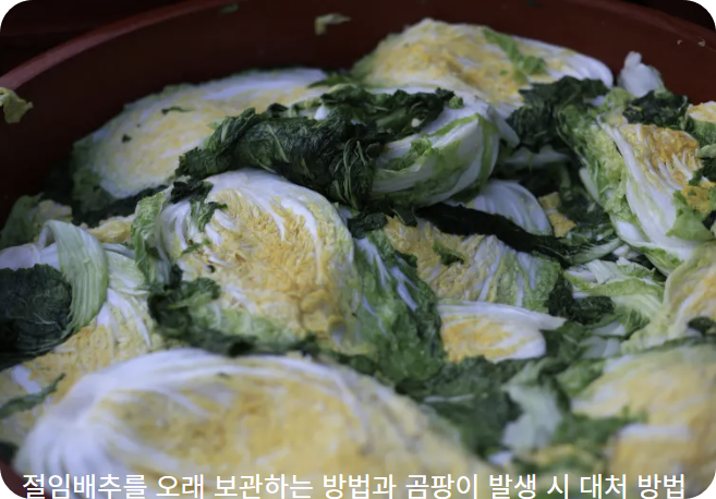절임 배추 오래 보관하는 방법