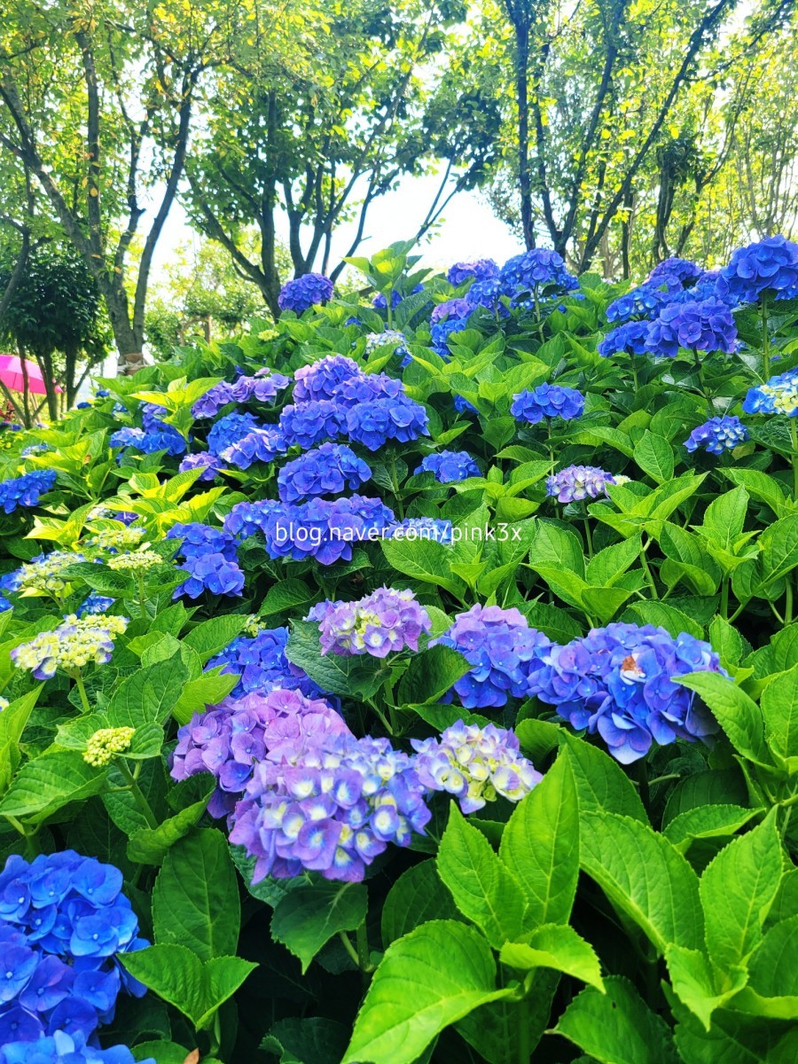 신안 섬 수국축제