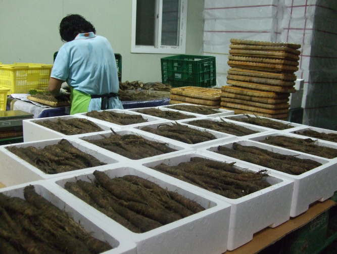 횡성 주주리농장 더덕