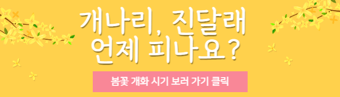 봄꽃(개나리,진달래)개화 예상시기