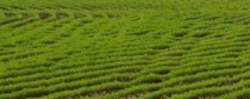 Tile 9