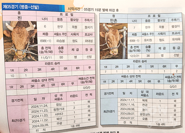 청도-소싸움경기장
