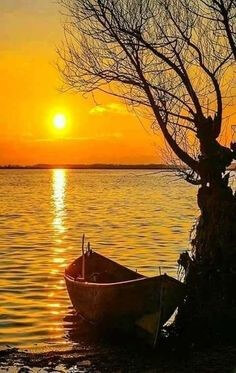 바닷가에-나루배가-떠있고-나무에-걸쳐있는-황금빛-일출