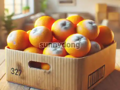 글의 이해를 높이기 위한 귤 곰팡이 이미지