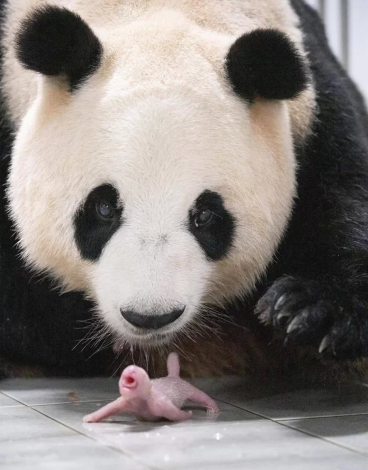 에버랜드 쌍둥이 판다