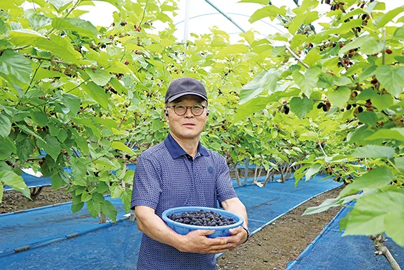 오디 재배 뽕나무 전정 수확 시기 저장 요령_2