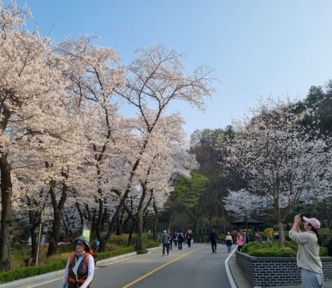 관악구 벚꽃