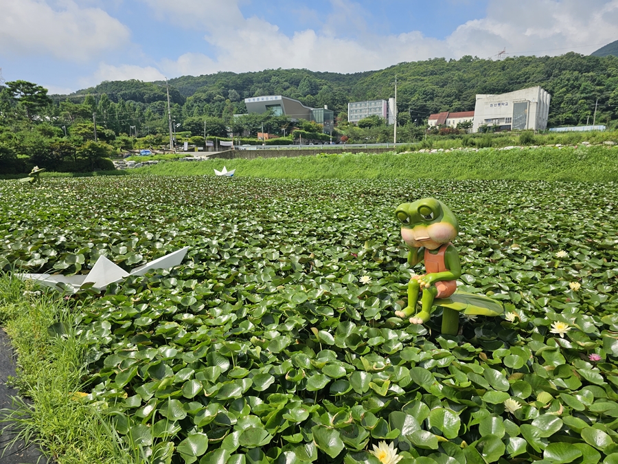 내동마을 연꽃단지