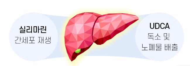 실리말린은 간세포 재생, UDCA는 해독에 도움이 된다.