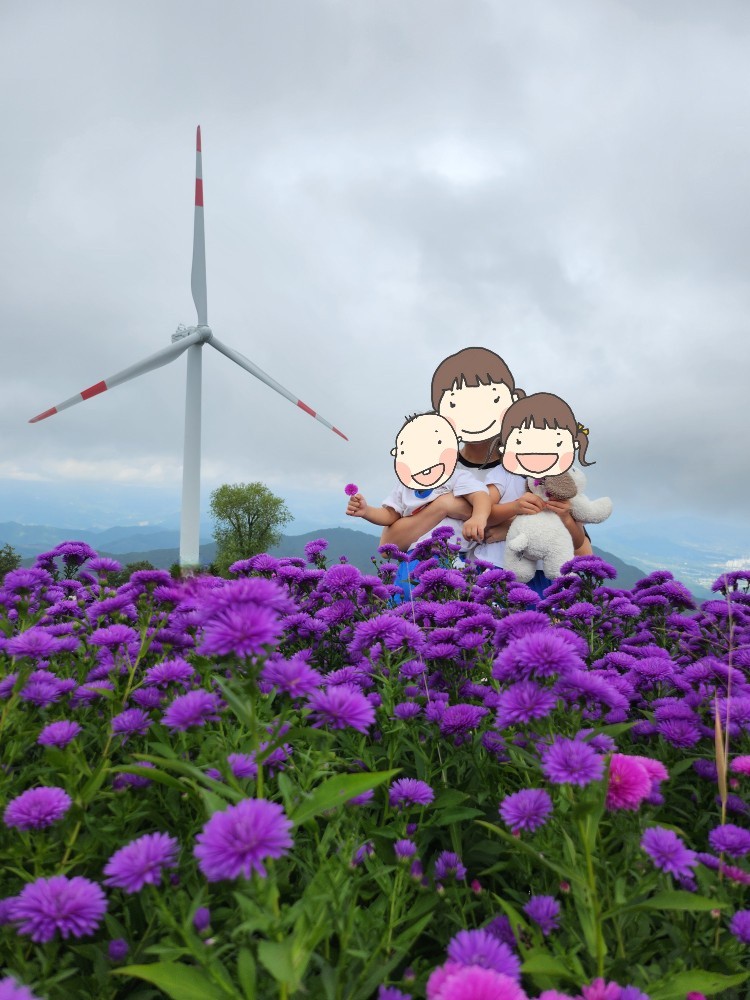 아스타 국화 속의 가족