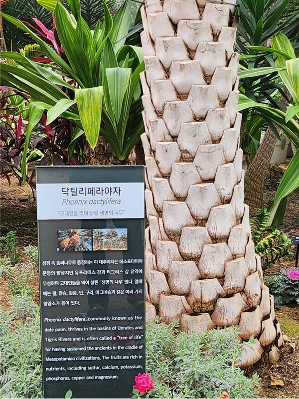 생명의나무 사진