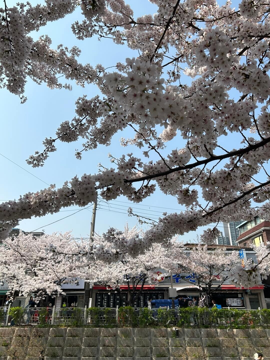 서울시내벚꽃명소 성북천에서 벚꽃놀이