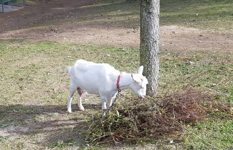 덕평 공룡수목원