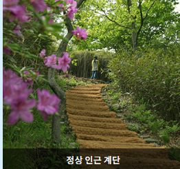 일림산 철쭉 축제 개화상황