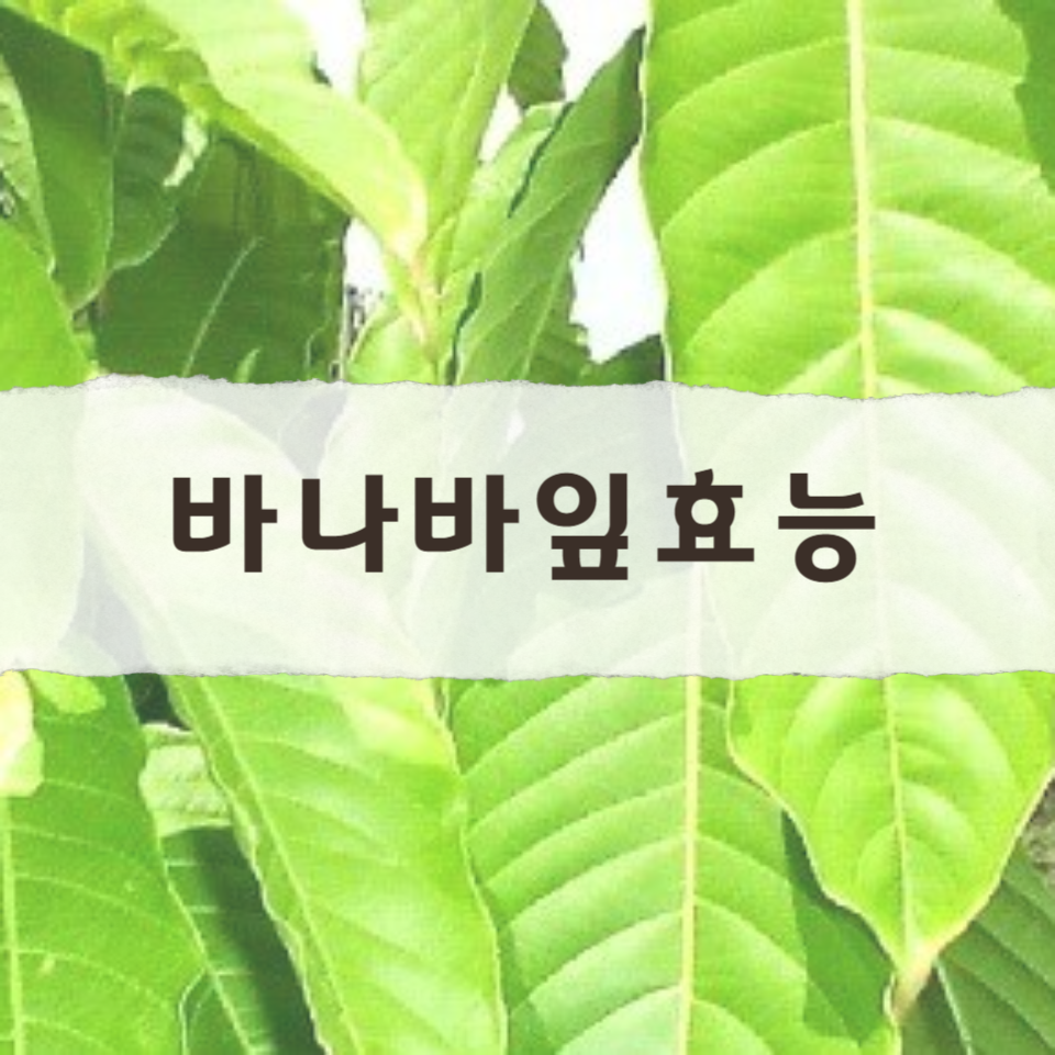 바나바잎의-효능과-부작용에-대한-바나바잎