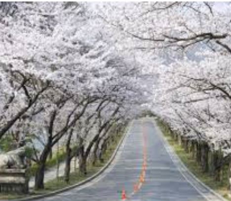 용인 벚꽃 