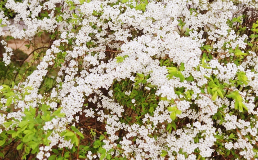 광양 매화축제 개화상황