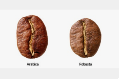Arabica vs Robusta