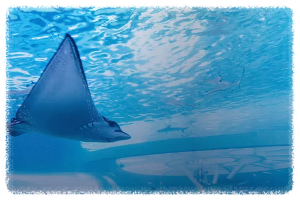 세부 오션 파크