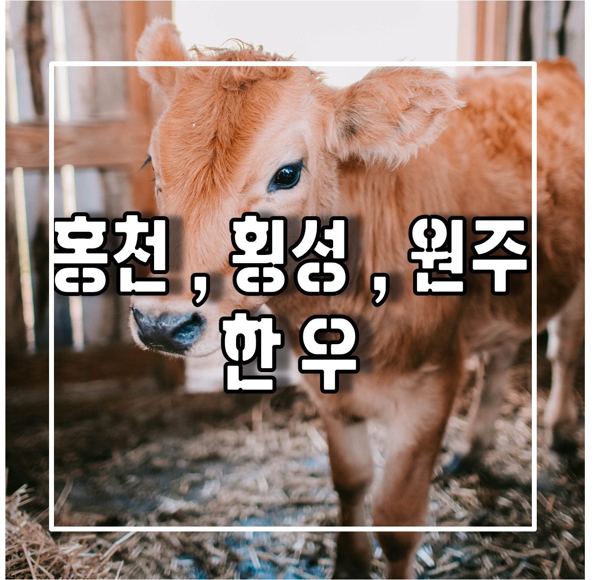 강원도 대표 한우 홍천(늘푸름) , 횡성 , 원주(치악산) 한우 소개