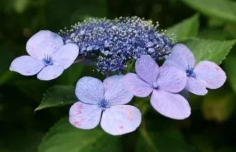 수국 키우는법 개화시기 삽목시기 가지치기 화분 물주기_20