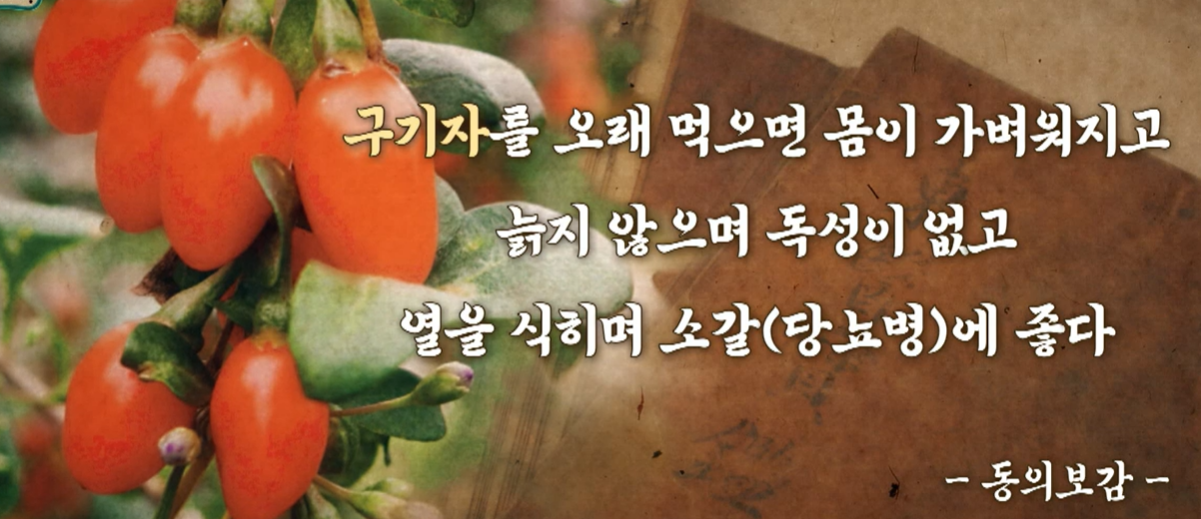구기자 효능