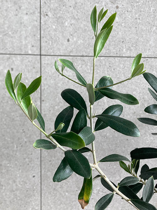 올리브나무잎_물주기