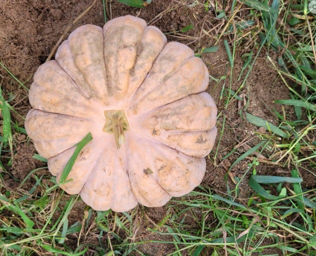 금년도 첫 수확한 늙은 호박