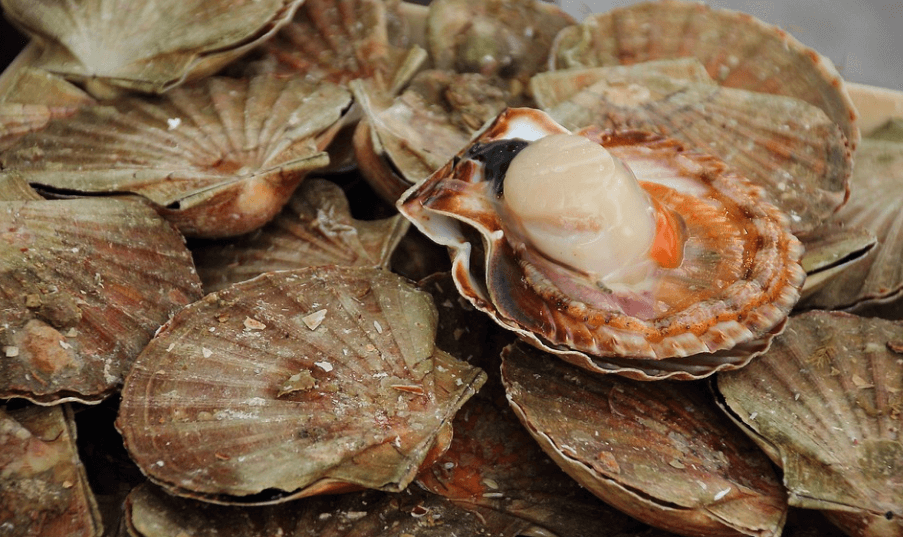 가리비 효능은 다양하다. 많이 쌓여 있는 가리비 모습