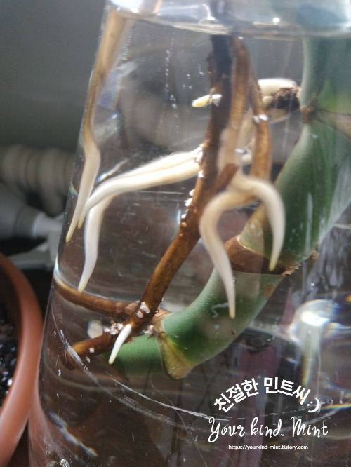 몬스테라 수경재배 뿌리