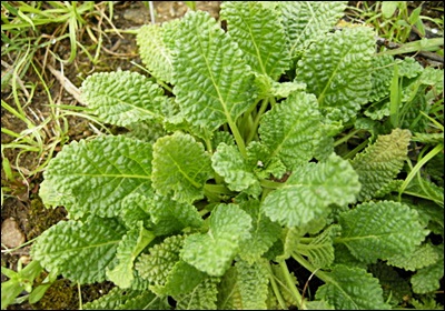 곰보배추 효능&amp;#44; 먹는 법 총정리 