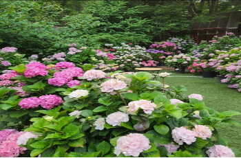 율봄식물원 수국 축제_3