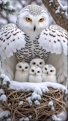 사방에서-눈이오는데-엄마-부엉이가-새끼-네마리를-품에-안아주고있는-모습