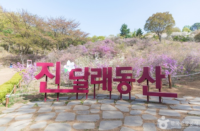 원미산 진달래동산 (출처:한국관광공사)